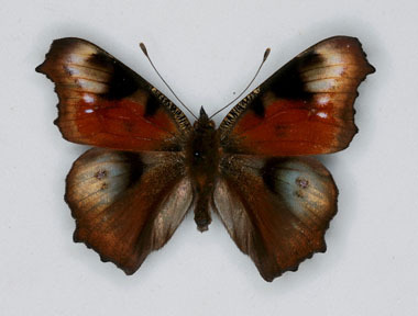 Inachis io cold shock abb (Internet Image property of respective owner, non-commercial use only)